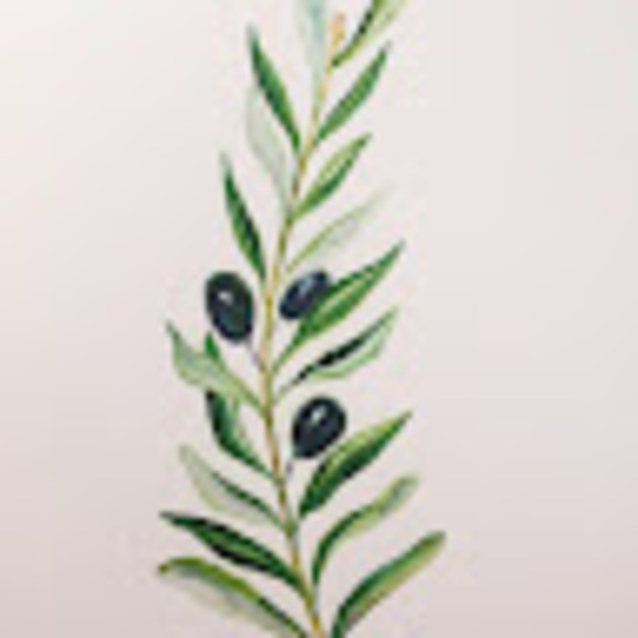 olivebranch27